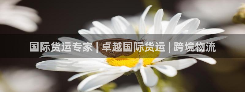 尊龙官网在哪里：国际货运专家 | 卓越国际货运 | 跨境