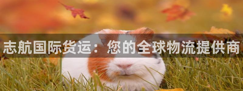 尊龙实业有限公司：志航国际货运：您的全球物流提供商