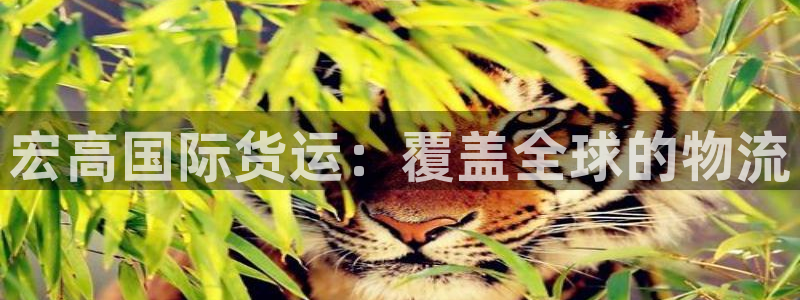 尊龙d88皆选ag发财网：宏高国际货运：覆盖全球的物流