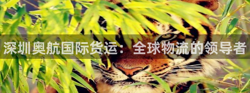 尊龙凯时链接：深圳奥航国际货运：全球物流的领导者