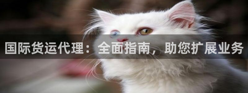 尊龙人生就是博旧版：国际货运代理：全面指南，助您扩展业务