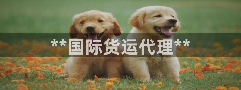 z6尊龙官方网站：**国际货运代理**